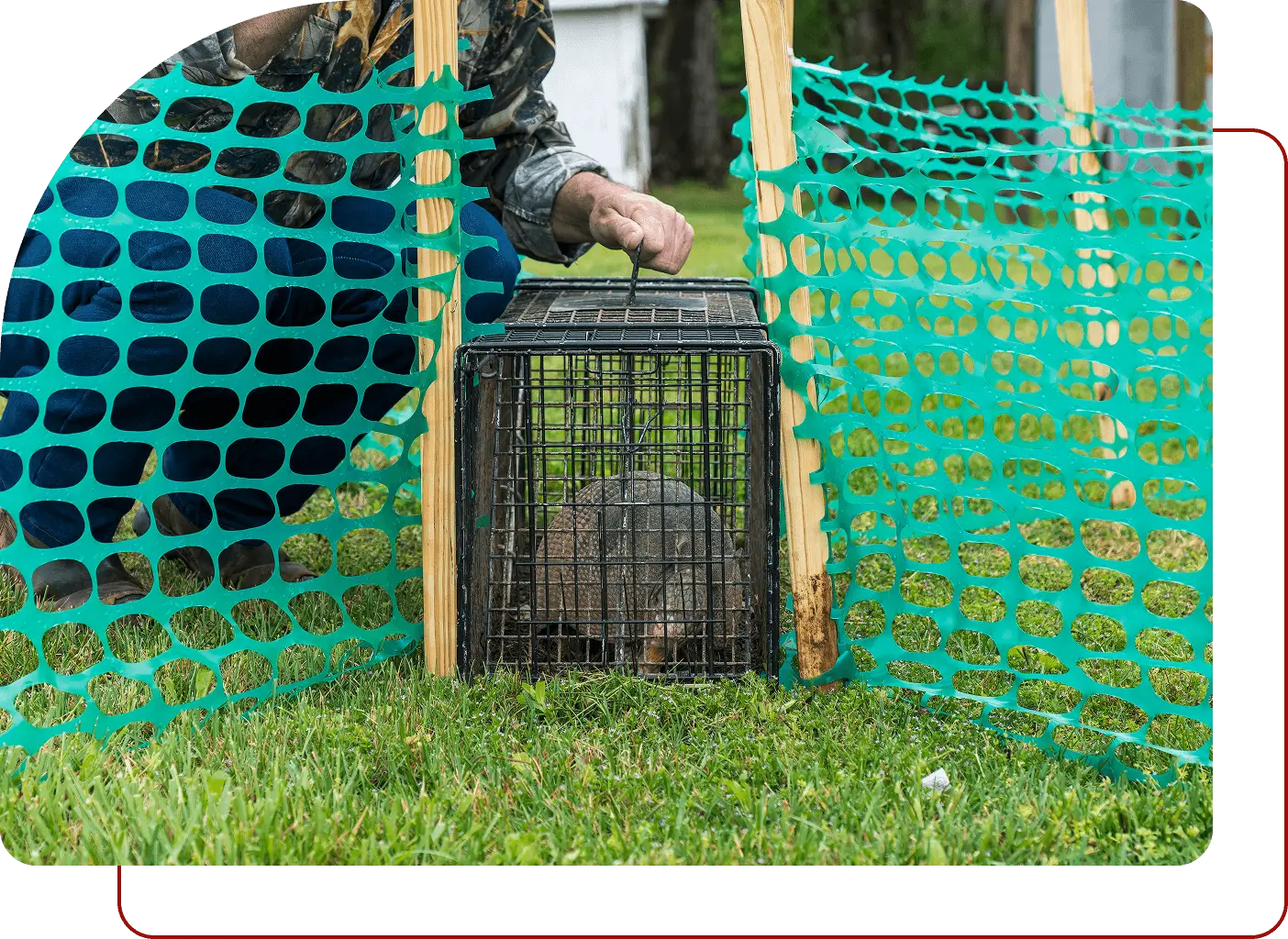 Animal in cage behind green mesh fence.