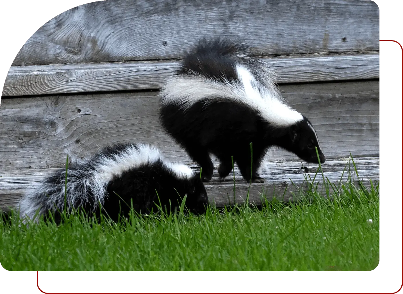 Two skunks in grass near wooden fence.