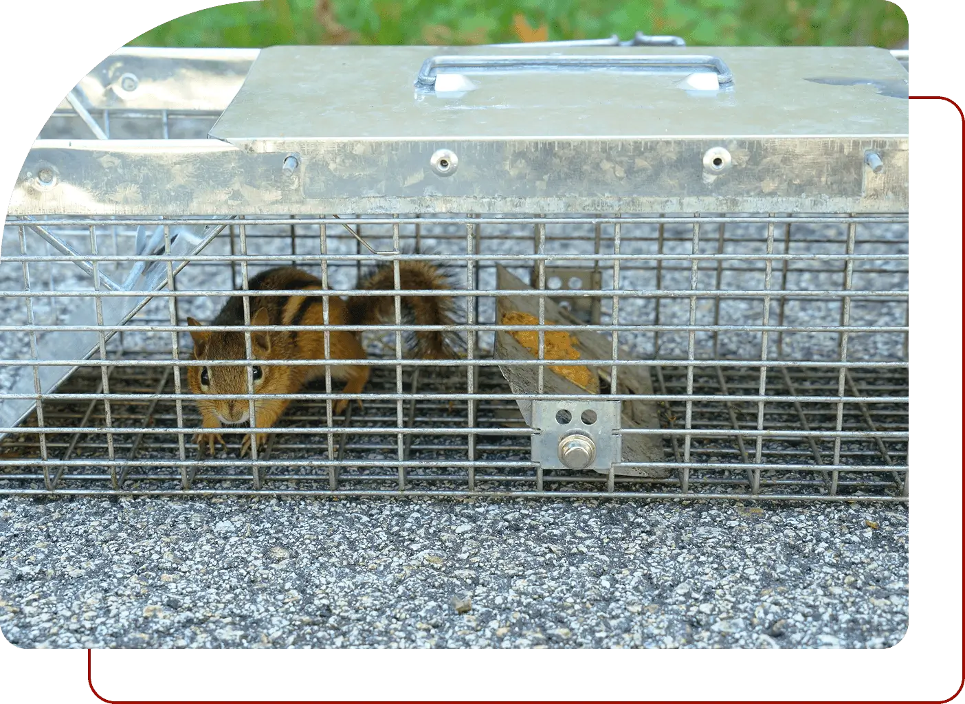 Squirrel in a metal cage on pavement.
